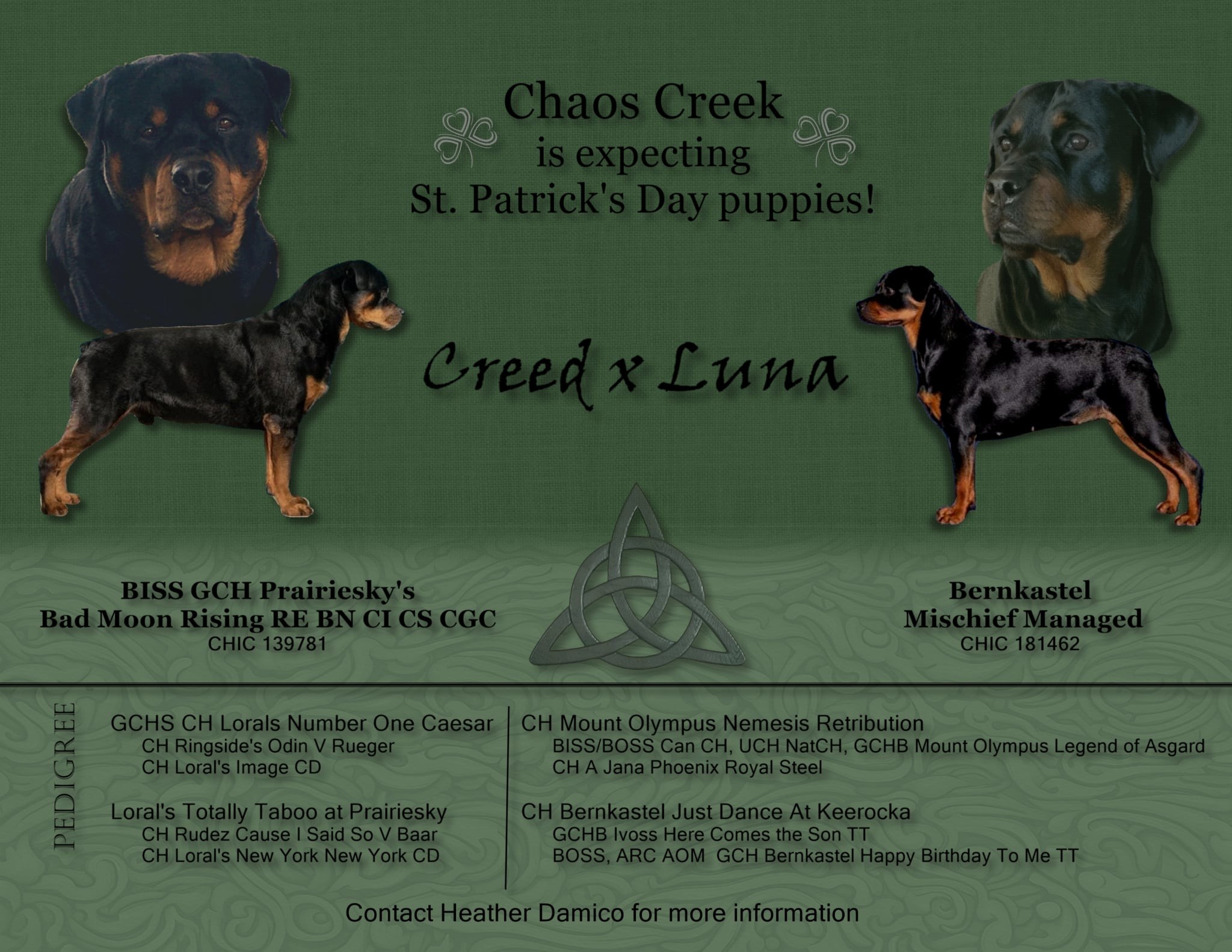 Chaos Creek Rottweiler Breeder in Wisconsin